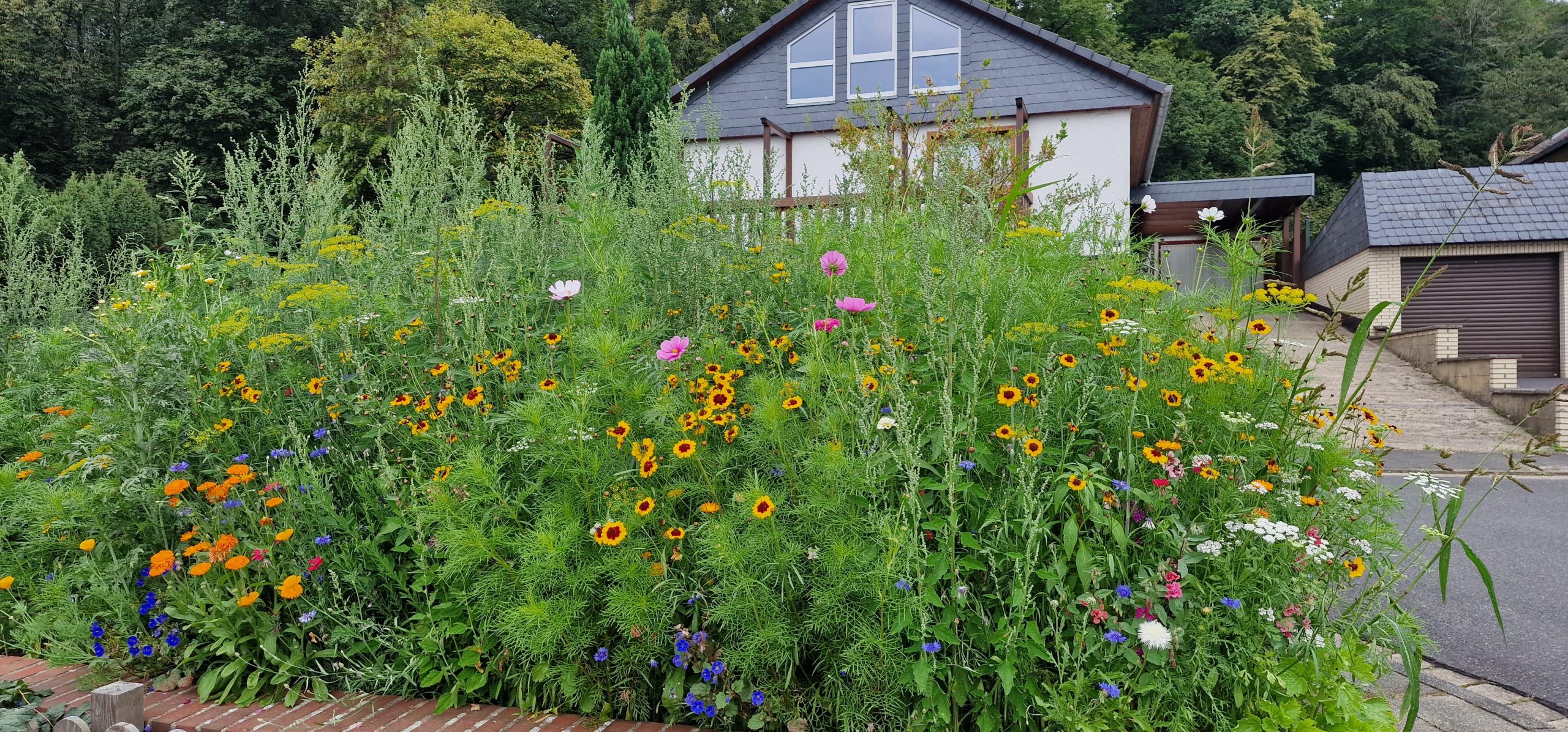 Wildblumenwiese